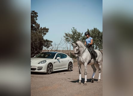 Lusitanien, Hongre, 11 Ans, 167 cm, Gris