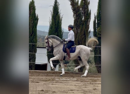 Lusitanien, Hongre, 13 Ans, 164 cm, Gris moucheté