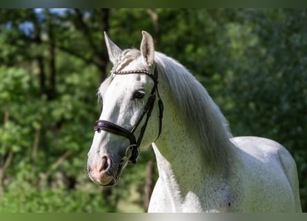 Lusitanien, Hongre, 13 Ans, 166 cm, Gris moucheté