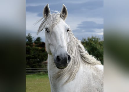 Lusitanien, Hongre, 14 Ans, 154 cm, Gris