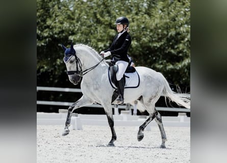 Lusitanien Croisé, Hongre, 18 Ans, 157 cm, Gris