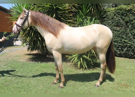 Lusitanien Croisé, Hongre, 3 Ans, 150 cm, Cremello