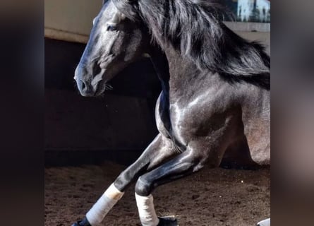 Lusitanien, Hongre, 3 Ans, 156 cm, Noir