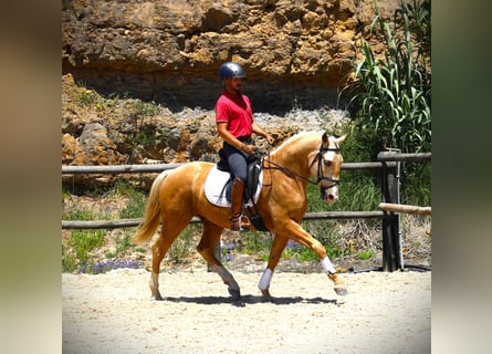 Lusitanien, Hongre, 3 Ans, 156 cm, Palomino