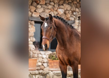 Lusitanien, Hongre, 3 Ans, 160 cm, Bai brun