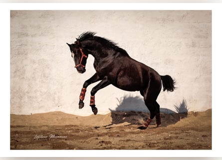 Lusitanien Croisé, Hongre, 3 Ans, 170 cm, Noir