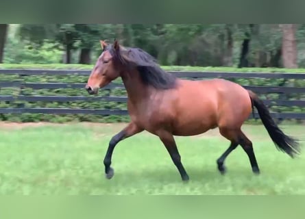 Lusitanien, Hongre, 3 Ans, Bai cerise