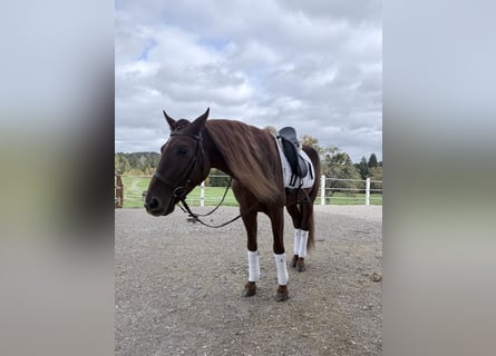 Lusitanien, Hongre, 4 Ans, 155 cm, Alezan brûlé