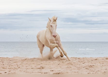 Lusitanien, Hongre, 4 Ans, 158 cm, Cremello