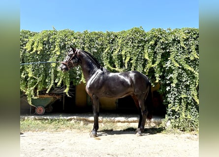 Lusitanien, Hongre, 4 Ans, 161 cm, Noir