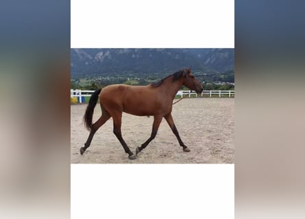 Lusitanien, Hongre, 4 Ans, 163 cm, Bai