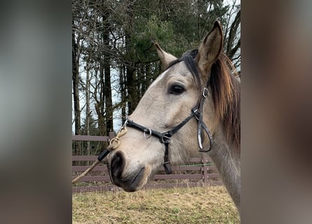 Lusitanien, Hongre, 4 Ans, 163 cm, Buckskin