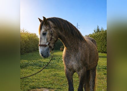 Lusitanien, Hongre, 4 Ans, 164 cm, Gris