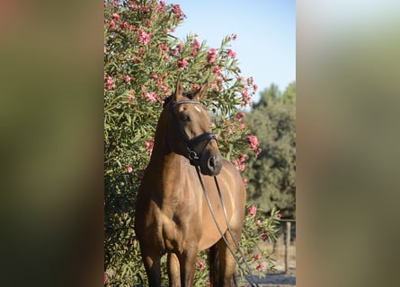 Lusitanien, Hongre, 4 Ans, 166 cm, Buckskin