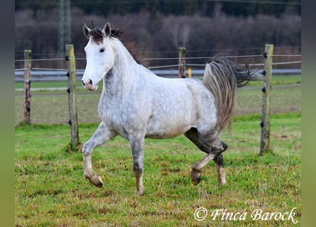 Lusitanien, Hongre, 5 Ans, 154 cm, Gris