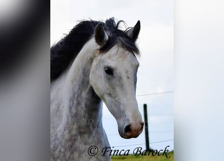 Lusitanien, Hongre, 5 Ans, 154 cm, Gris