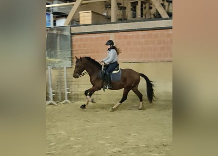 Lusitanien, Hongre, 5 Ans, 155 cm, Bai