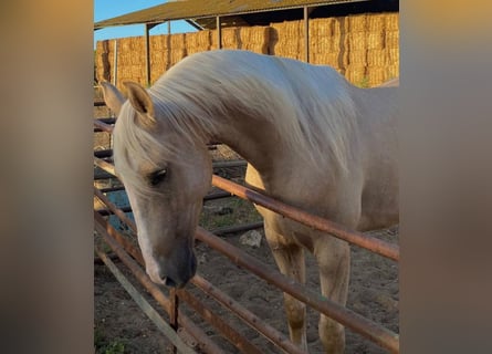 Lusitanien, Hongre, 5 Ans, 157 cm, Palomino