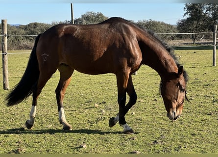 Lusitanien, Hongre, 5 Ans, 159 cm, Bai brun