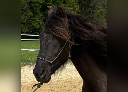 Lusitanien, Hongre, 5 Ans, 160 cm, Bai brun foncé