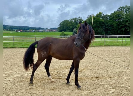 Lusitanien, Hongre, 5 Ans, 160 cm, Bai brun foncé