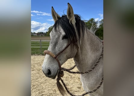 Lusitanien, Hongre, 5 Ans, 160 cm, Isabelle