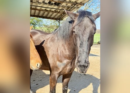 Lusitanien, Hongre, 5 Ans, 162 cm, Noir