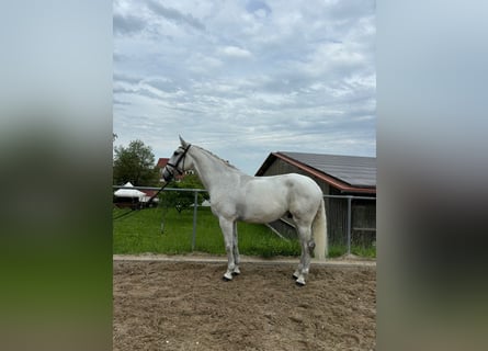 Lusitanien, Hongre, 5 Ans, 165 cm, Gris moucheté