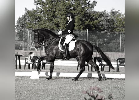 Lusitanien, Hongre, 5 Ans, 167 cm, Bai brun
