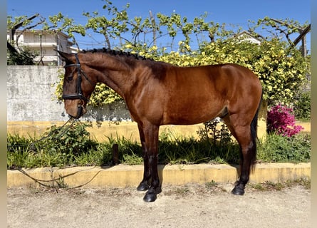 Lusitanien, Hongre, 5 Ans, 167 cm, Bai