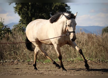 Lusitanien Croisé, Hongre, 5 Ans, 170 cm, Buckskin