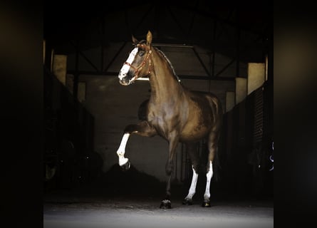 Lusitanien Croisé, Hongre, 5 Ans, 174 cm, Palomino