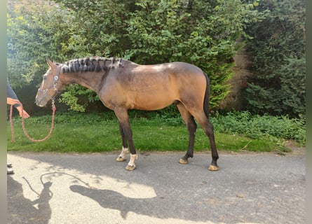 Lusitanien Croisé, Hongre, 6 Ans, 154 cm, Bai brun