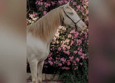 Lusitanien, Hongre, 6 Ans, 158 cm, Cremello