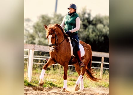 Lusitanien, Hongre, 6 Ans, 160 cm, Alezan