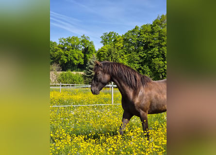 Lusitanien, Hongre, 6 Ans, 162 cm, Bai brun foncé
