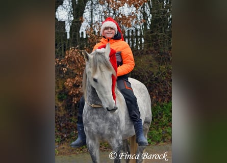 Lusitanien, Hongre, 6 Ans, 162 cm, Gris