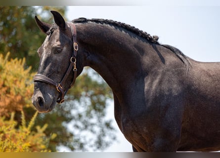 Lusitanien, Hongre, 6 Ans, 162 cm, Gris