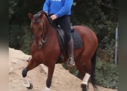 Lusitanien Croisé, Hongre, 6 Ans, 163 cm, Bai cerise