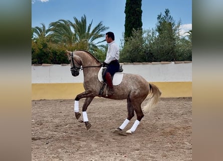 Lusitanien, Hongre, 6 Ans, 163 cm, Gris pommelé