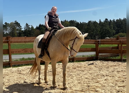 Lusitanien, Hongre, 6 Ans, 164 cm, Cremello