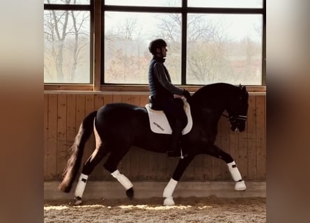 Lusitanien, Hongre, 6 Ans, 164 cm, Noir