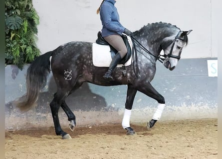 Lusitanien, Hongre, 6 Ans, 166 cm, Gris