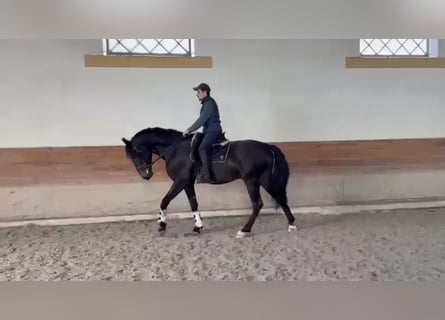 Lusitanien, Hongre, 6 Ans, 167 cm, Noir