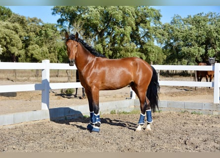 Lusitanien Croisé, Hongre, 6 Ans, 168 cm, Bai