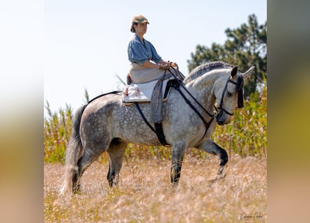 Lusitanien, Hongre, 6 Ans, 171 cm, Gris