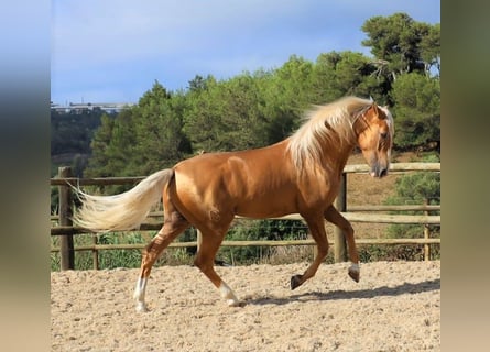 Lusitanien, Hongre, 7 Ans, 159 cm, Palomino