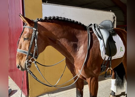 Lusitanien, Hongre, 7 Ans, 165 cm, Bai cerise