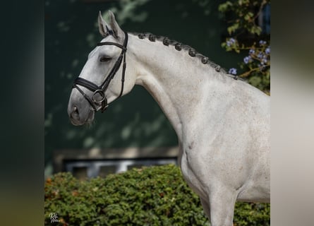 Lusitanien, Hongre, 7 Ans, 165 cm, Gris
