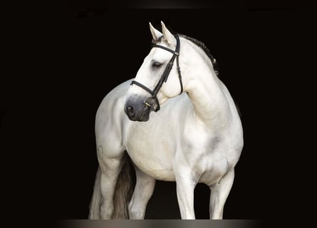 Lusitanien, Hongre, 8 Ans, 163 cm, Gris